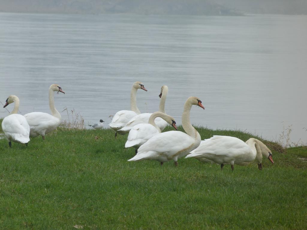 Les Gites De Colliers Muides-sur-Loire ห้อง รูปภาพ