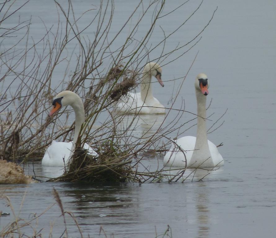 Les Gites De Colliers Muides-sur-Loire ห้อง รูปภาพ